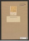 Triceratium smithianum Grev. (de-Toni-Nr.: Genus 140, Species 3896) Zeichnungen Sammlung Grunow Nr. 7384 (NHMW-BOT-W0376450)